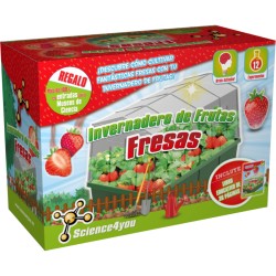 Invernadero de frutas - Fresas